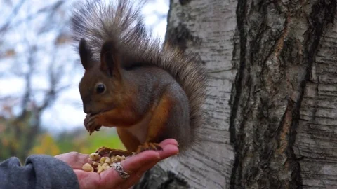 Squirrel in the park Stock Footage 73775369