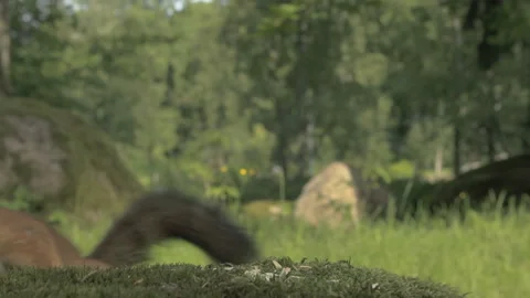 Squirrel in the park Stock Footage 86533501