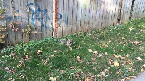 Squirrel in the Park Vidéo 90156758