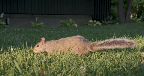 Squirrel in the park Stock Footage 201487845