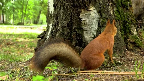 Squirrel in the park 動画素材 221722858