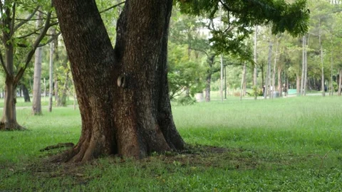 Squirrel in park Stock Footage 289663739