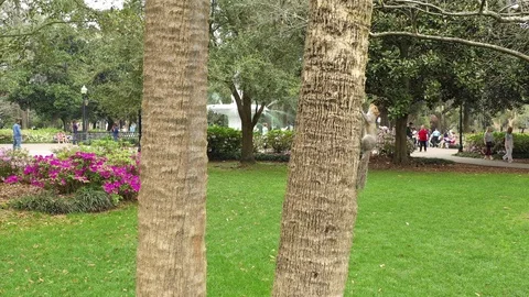 Squirrel in Park at Forsyth 库存影片 104451909