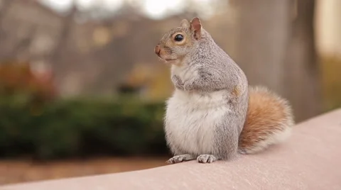 Squirrel in the Park, Medium Close Up and Bokeh 動画素材 58779996
