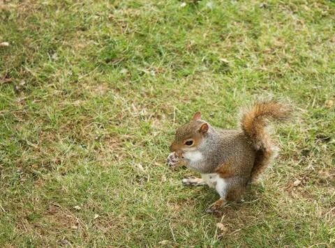 Squirrel in park Stock Photos