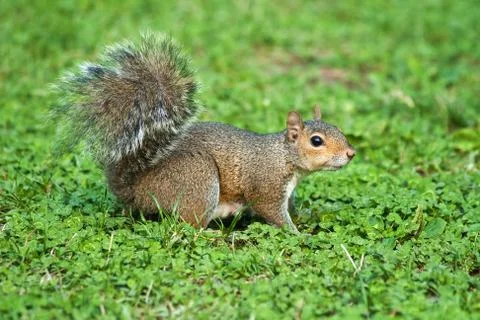 Squirrel on park Stock Photos