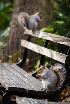 Squirrel in park Stock Photos