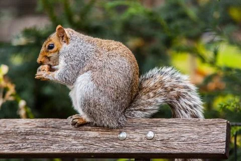 Squirrel in park Stock Photos