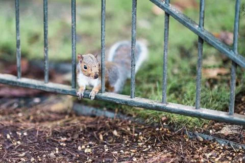 Squirrel in the park Stock Photos