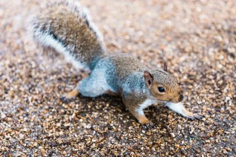 Squirrel in the park 스톡 사진