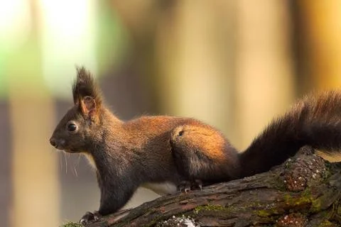 Squirrel in the park Stock Photos