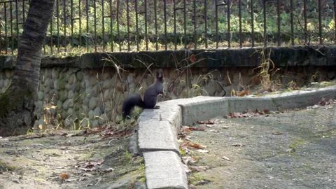Squirrel in the park Fotos de archivo