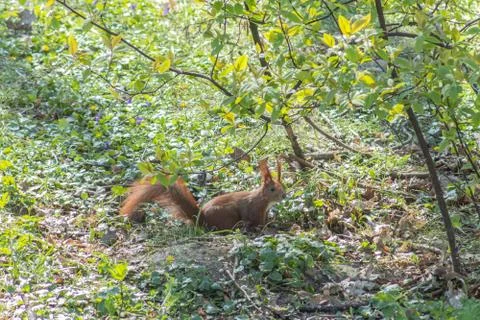 Squirrel in the park Stock Photos