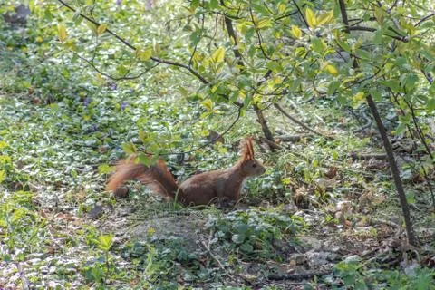 Squirrel in the park Stock Photos