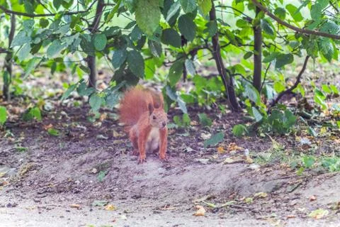  Squirrel in the park Stock Photos
