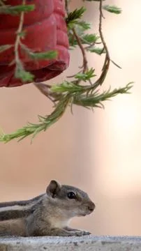 Squirrel in park Stock Photos