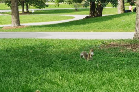 Squirrel in park Foto stock