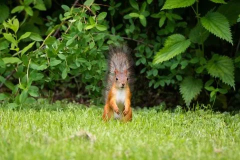 Squirrel in the park. Stock Photos