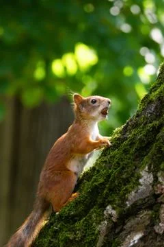Squirrel in the park... Stock Photos