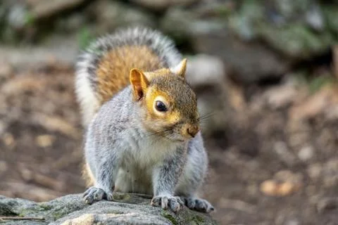 Squirrel in the park Stock Photos