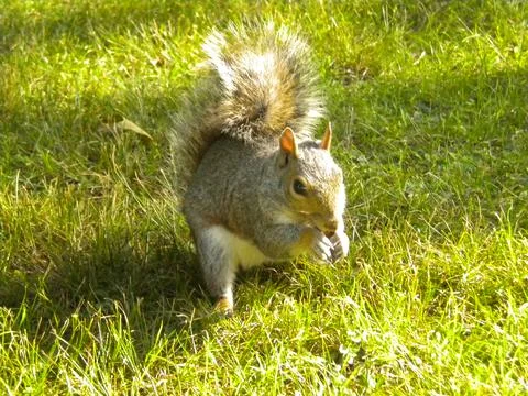Squirrel in the park Stock Photos