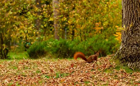 Squirrel in the park Stock Photos