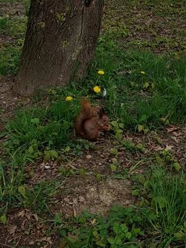 Squirrel in the park Stock Photos