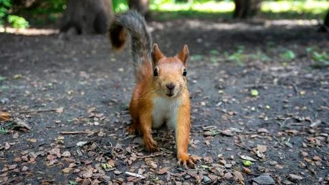 Squirrel in the park Stock Photos