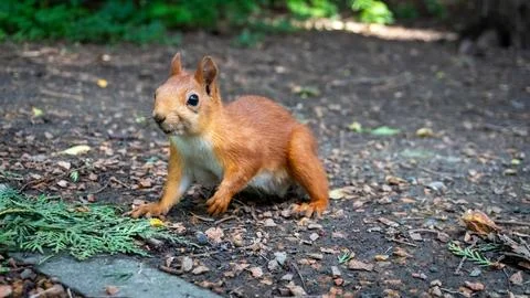 Squirrel in the park Stock Photos