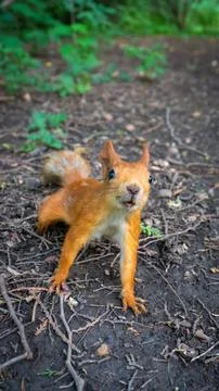 Squirrel in the park Stock Photos