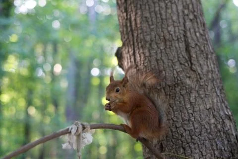 Squirrel in the park sits on a tree branch Stock Photos