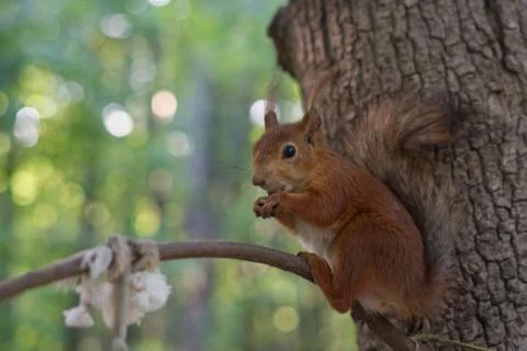 Squirrel in the park sits on a tree branch Stock Photos