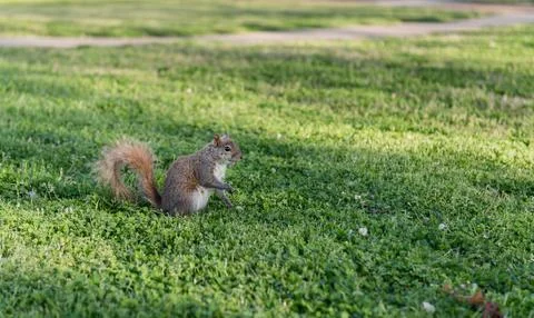 Squirrel in the park. Sitting on the grass and eating peace of food Stock Photos