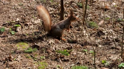 Squirrel in the park in spring Stock-Footage 182404374