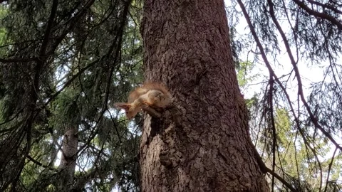 Squirrel in the park in spring Video stock 182404379