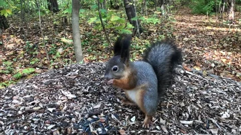 A squirrel in park "Switzerland" eats sunflower seeds, Nizhny Novgorod Stock Footage 252078255