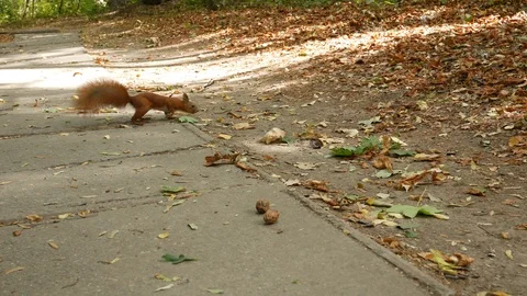 Squirrel in the park takes a nut Stock Footage 116538555