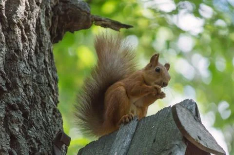 Squirrel in the park on the tree Stock Photos