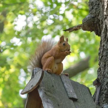 Squirrel in the park on the tree Stock Photos