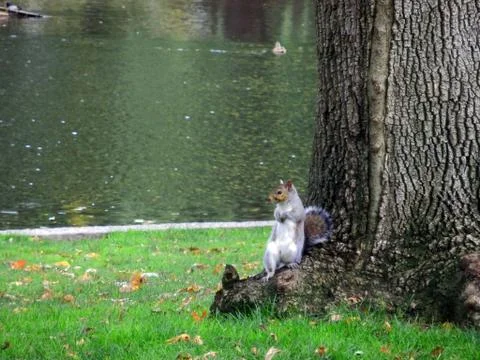 Squirrel park tree Stock Photos