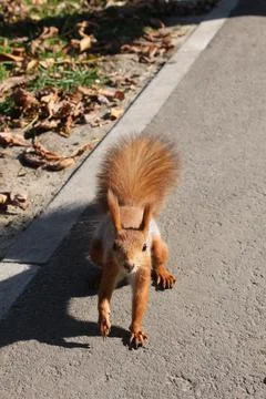 Squirrel on a path in the park has spread its tail and is looking into the Stock Photos