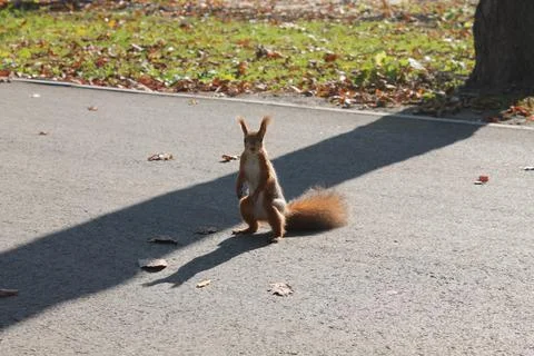 Squirrel on a path in the park has spread its tail and is looking into the Foto stock