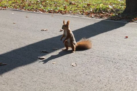 Squirrel on a path in the park has spread its tail and is looking into the .. Stock Photos