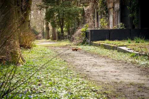 Squirrel on a path in a park Stock Photos