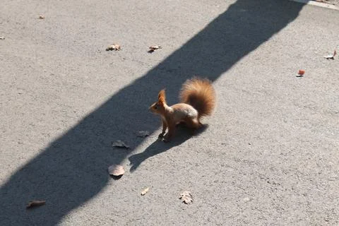 Squirrel on a path in the park. Red fluffy squirrel top view. Forest animal.. Stock Photos