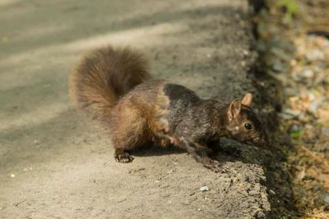 Squirrel On Path Stock Photos