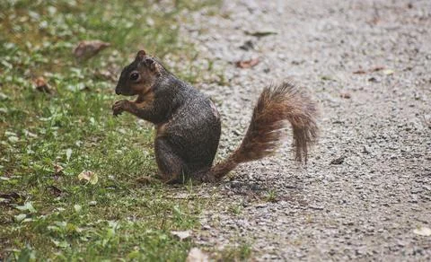Squirrel on the path Stock Photos