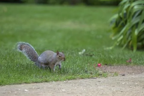 A squirrel pauses before crossing the pathway Stock Photos