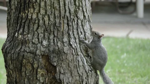 A Squirrel Pauses Curiously on a Tree Video stock 76377190