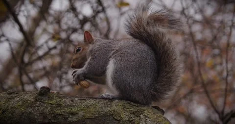 Squirrel with Peanut Stock Footage 301722651